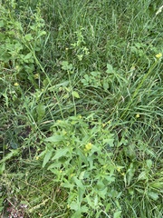 Sisymbrium officinale