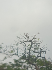 Psittacula longicauda