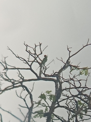 Psittacula longicauda