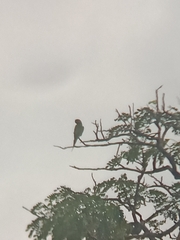 Psittacula longicauda