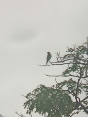 Psittacula longicauda