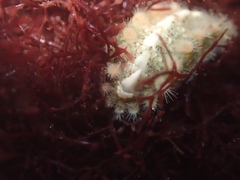 Acanthochitona avicula