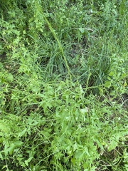 Sisymbrium officinale