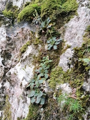 Ramonda