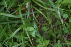 Coenagrion puella