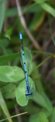 Coenagrion puella