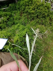 Omalotheca norvegica