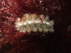 Acanthochitona avicula