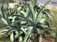 Agave weberi