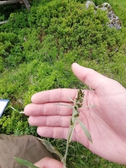 Omalotheca norvegica