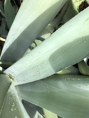 Agave weberi
