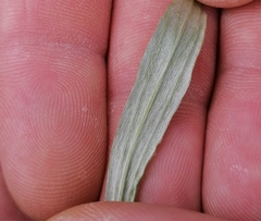 Omalotheca norvegica