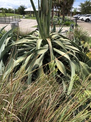 Agave weberi
