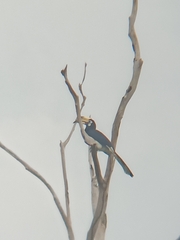 Anthracoceros albirostris