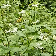 Chloris spinoides