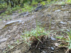 Zoysia