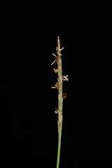Zoysia