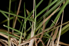 Zoysia