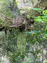 Phlegmariurus carinatus