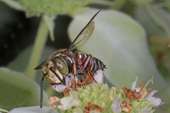 Coelioxys germanus