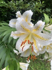 Lilium auratum: pôvod a využitie — fotografia 3