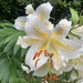 Lilium auratum: pôvod a využitie — fotografia 3