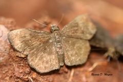 Staphylus ascalon