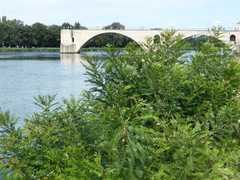Amorpha fruticosa