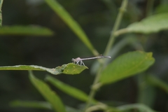 Platycnemis pennipes