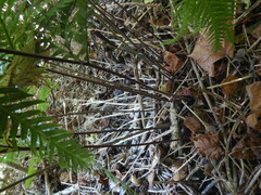 Pteris scabra