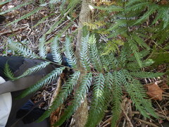 Pteris dentata