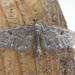 Eupithecia tripunctaria - Photo (c) Donald Hobern, algunos derechos reservados (CC BY)
