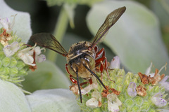 Coelioxys germanus
