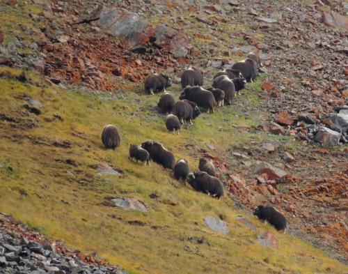 Muskox