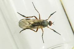 Rhamphomyia