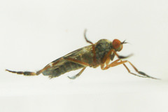 Rhamphomyia