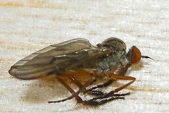 Rhamphomyia