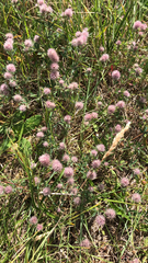 Trifolium arvense