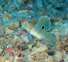 Amblyeleotris randalli