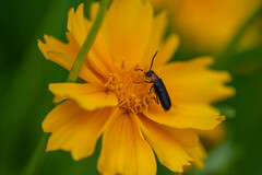 Nemognatha nemorensis