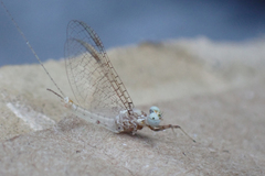 Maccaffertium modestum