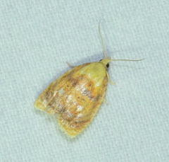 Acleris curvalana