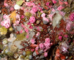 Alcyonium coralloides