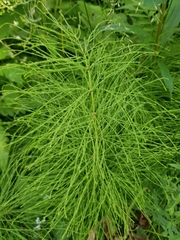 Equisetum sylvaticum image