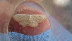 Idaea belemiata
