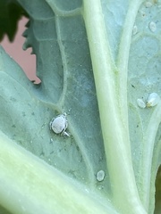 Aleyrodes proletella