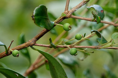 Decaspermum gracilentum