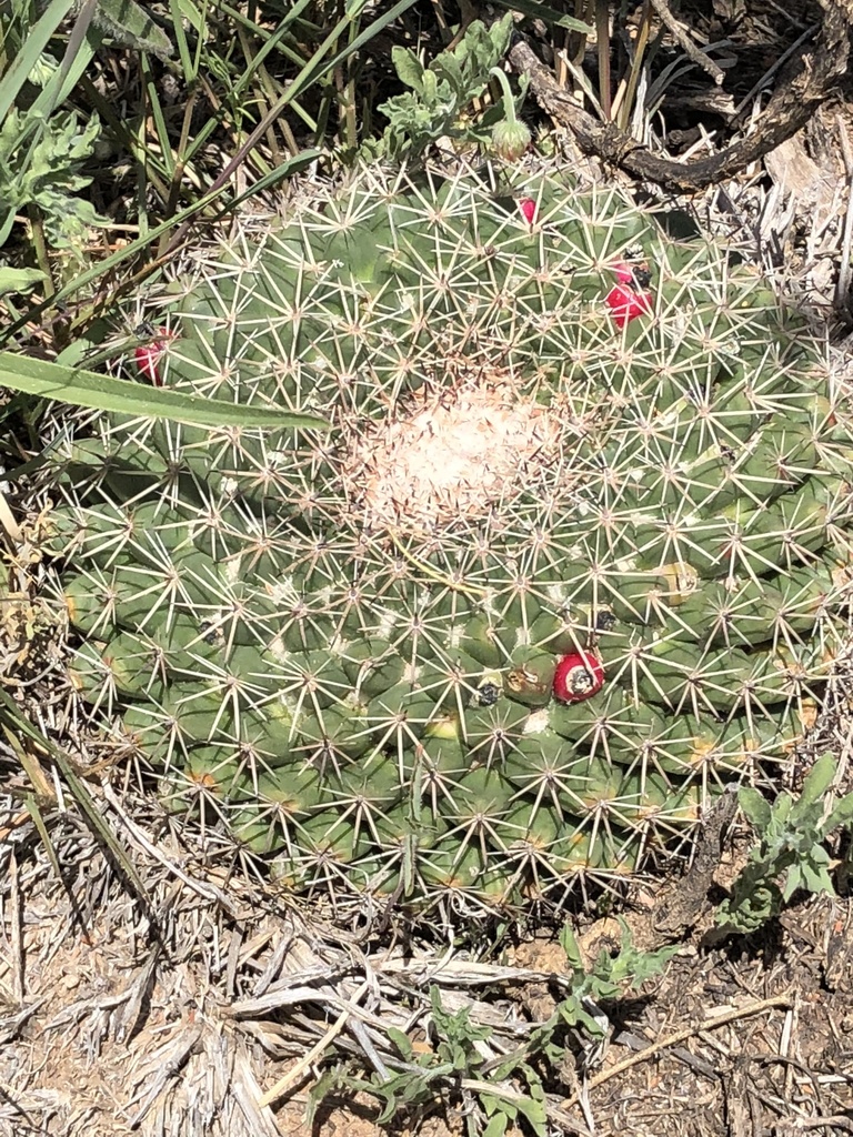 Mammillaria gummifera (Cactaceas de Chihuahua) · iNaturalist