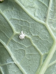 Aleyrodes proletella