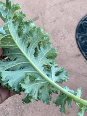 Aleyrodes proletella